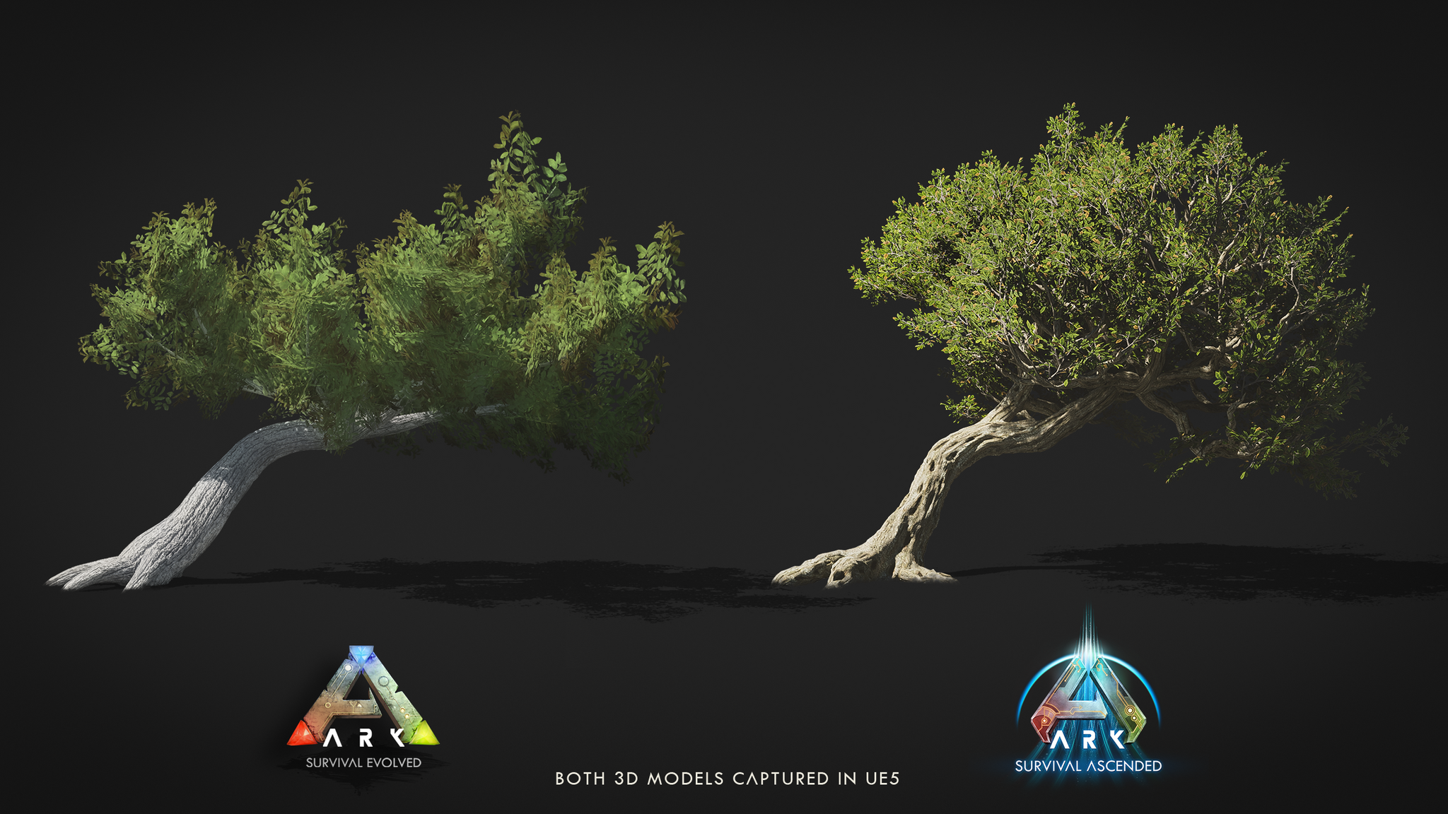 ASA_DiviDivi_Tree.thumb.png.1318681b883560b70c89afd1f925009e.png