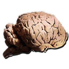 228px-Allosaurus_Brain.webp