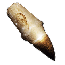 228px-Alpha_Mosasaur_Tooth.webp