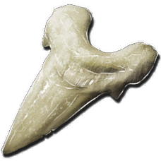 228px-Megalodon_Tooth.webp